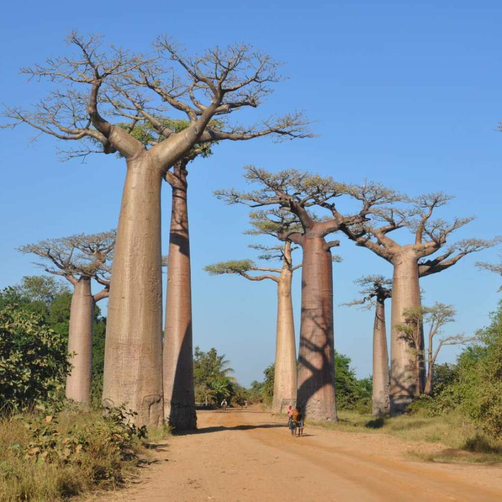 Baobab
